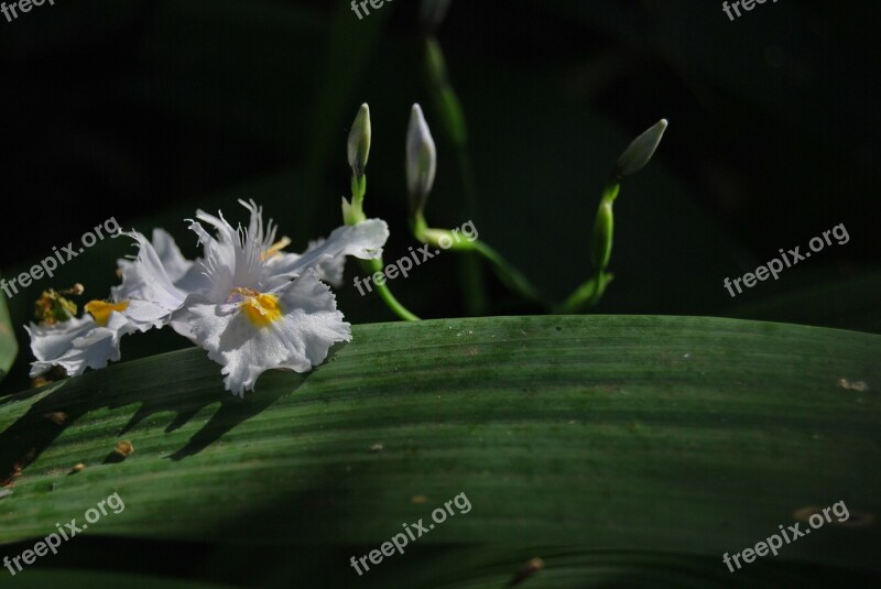 African Iris Iris Dietes White Flower