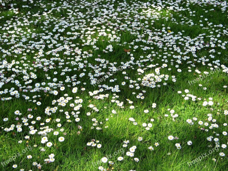 Spring Meadow Gases Daisy Dandelion