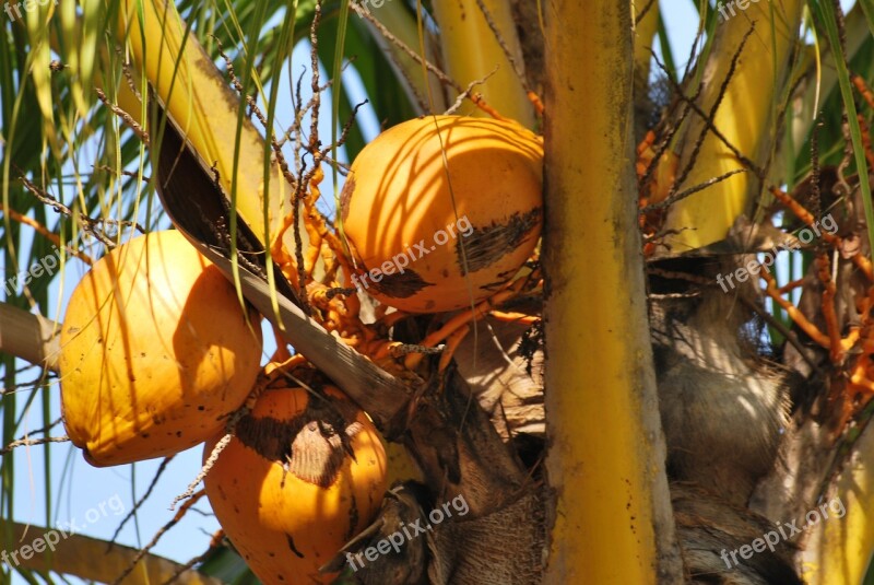 Coconut Palm Yellow Tropical Coconut Tree