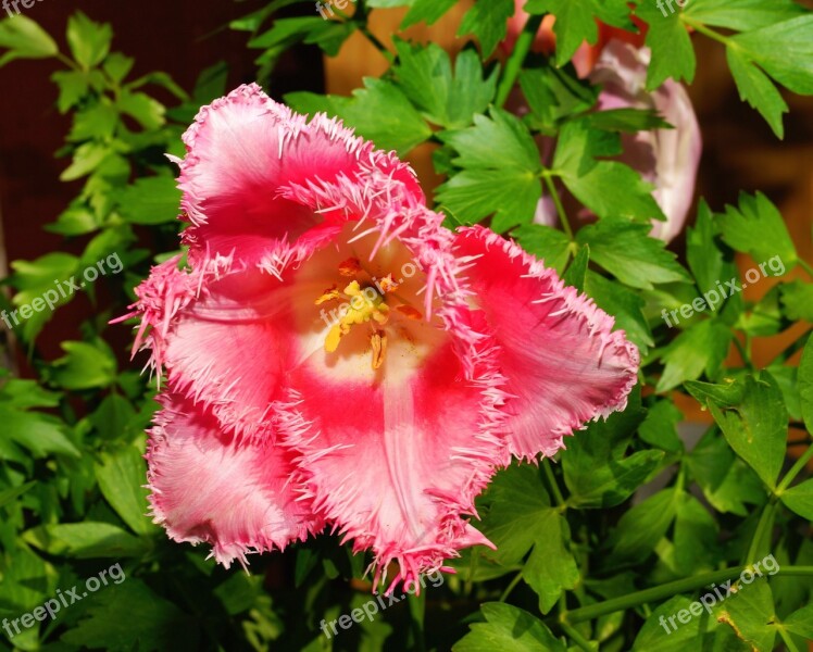 Flower Blossom Bloom Tulip Fringed Tulip