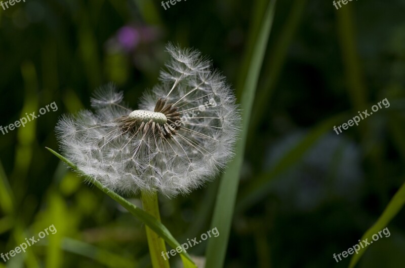 Dandelion Flower Meadow Meadow Grass Spring