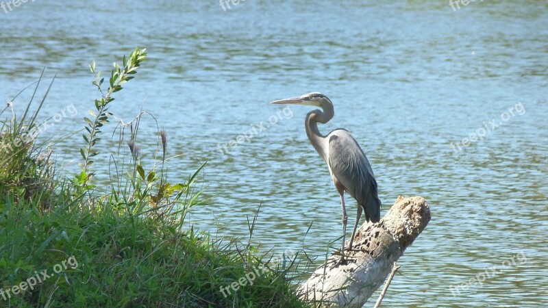 Grey Heron Heron Bird Plumage Lake