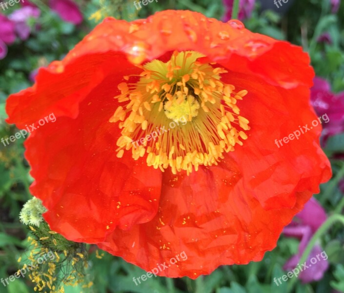 Poppy Orange Poppy Orange Flower Free Photos