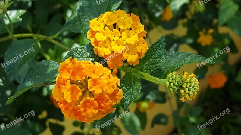 Cariaquillo Flowers Tropical Orange Petals Ageratum