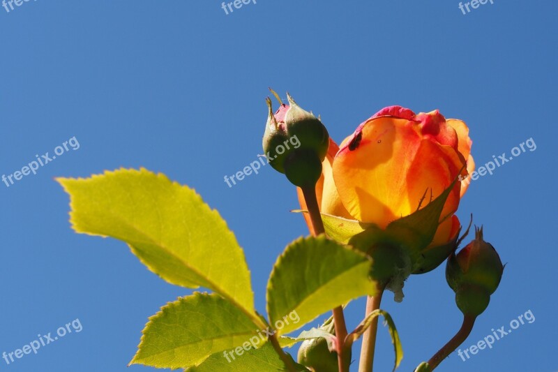 Rose Rose Bloom Rosebud Free Photos