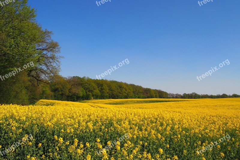 Oilseed Rape Rape Blossom Yellow Bright Free Photos