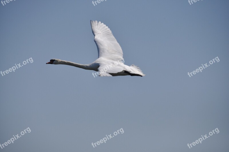 Swan Bird Sky Nature Biel