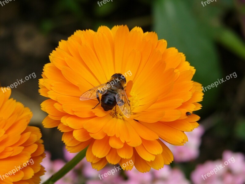 Flower Orange Garden Bee Summer