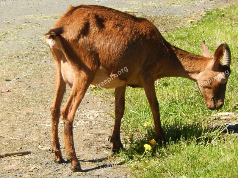 Goat Field Nature Auvergne Free Photos