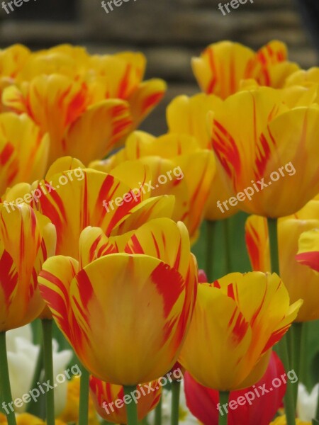 Tulips Spring Flower Colorful Yellow