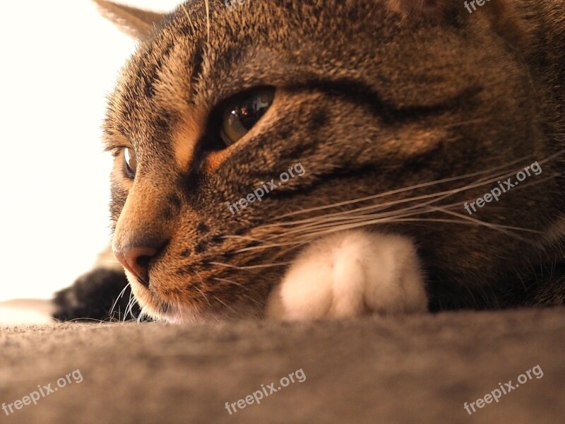 Cat Mackerel Grey Tabby Eyes Paws