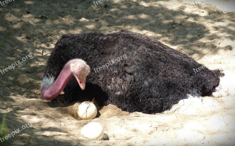 Strauss Ostrich Egg Breed Bird Nature