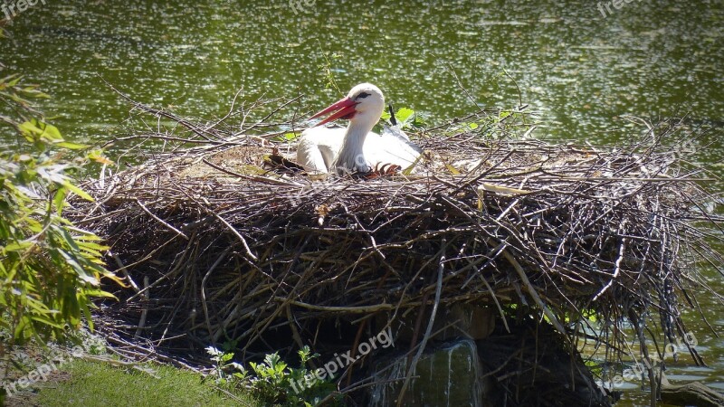 Stork Storchennest Bird Rattle Stork Adebar