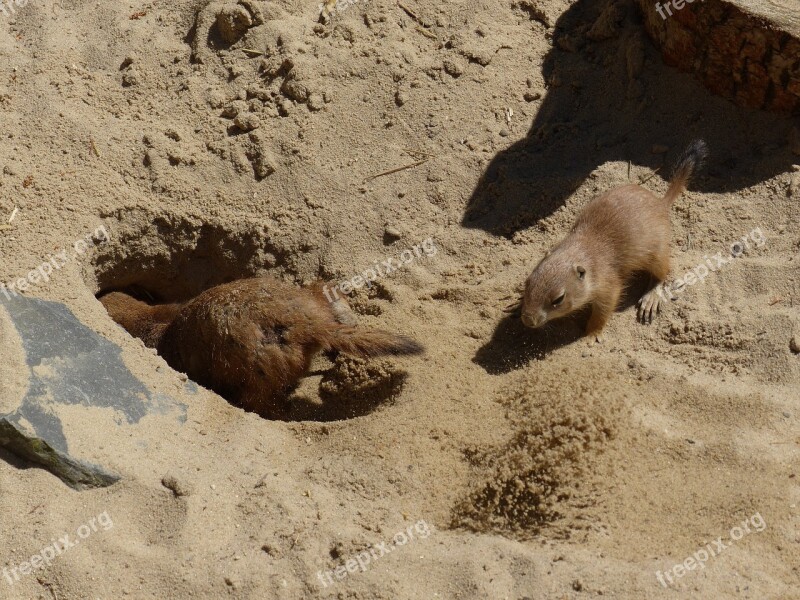 Prairie Dog Young Animal Dig Foxhole Digging