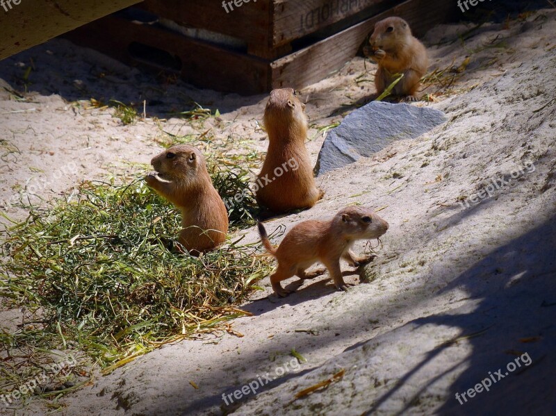 Prairie Dog Young Animal Eat Animal Rodent