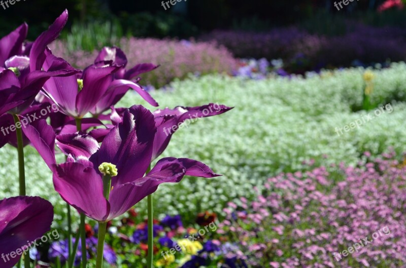 Violet White Tulip Planting Bed