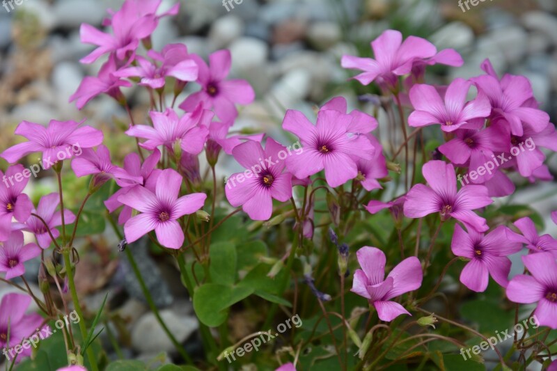 Flowers Purple Flowers Wildflowers Free Photos