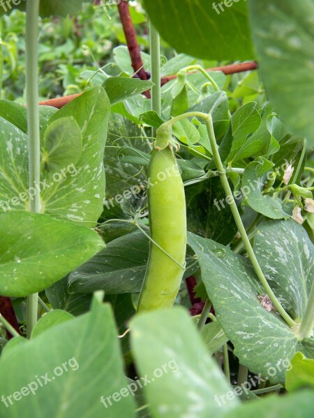 Peas Pod Vegetable Garden Farm Dacha