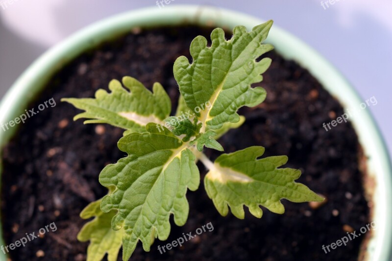 Coleus Flower Plant Ornamental Plant Foliage