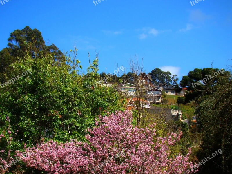 Nature Trees Pink Flowers Mountain Houses Free Photos