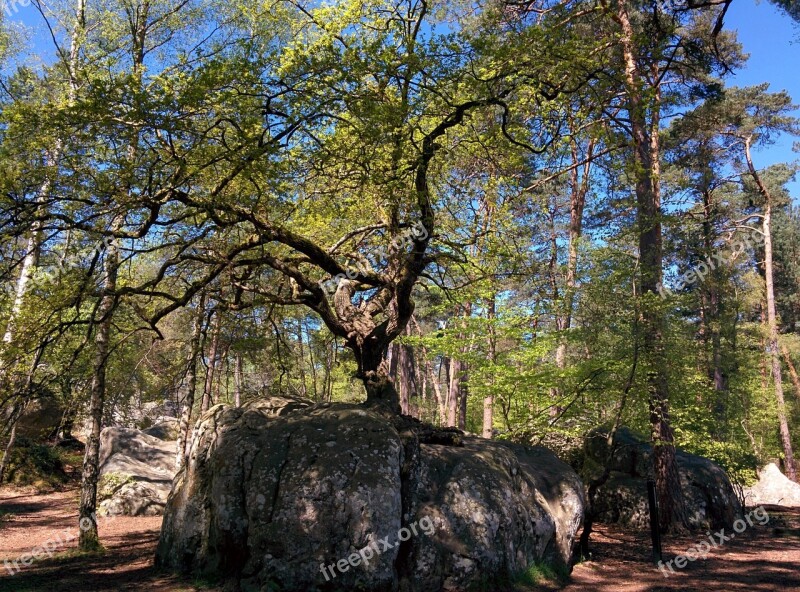 Bonsai Oak Canon Rock Oak Fontainebleau Forest Forest