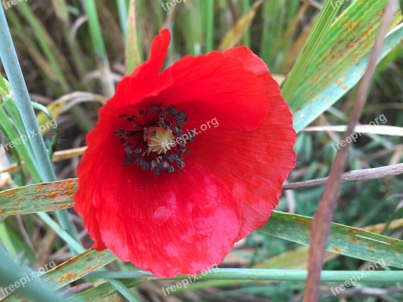 Poppy Flor Naturaleza Nature Rosella