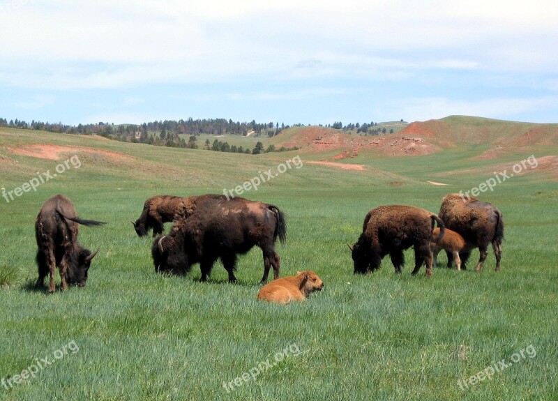 Bison Buffalo Herd American Animal