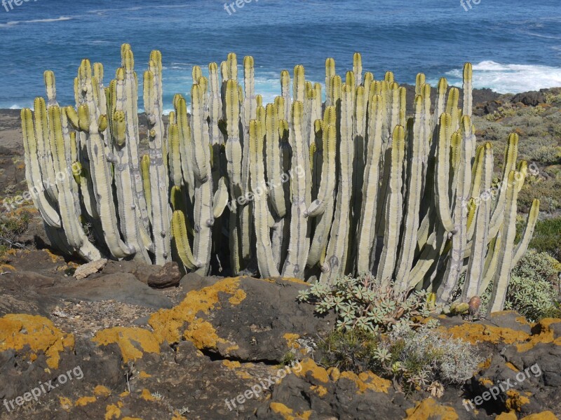 Cactus Canarian Spurge Spurge Family Tenerife Similar To Cacti