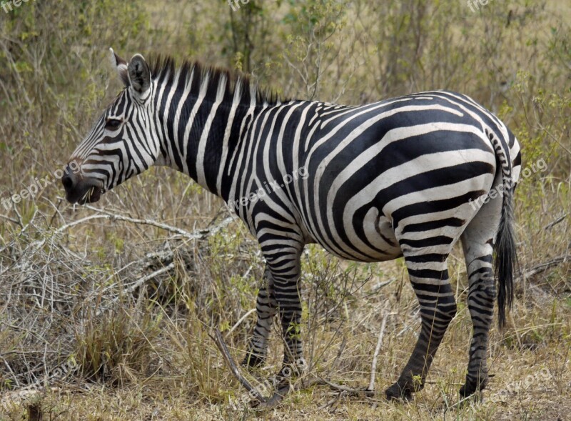 Zebra Africa Uganda Stripes Wild Animal