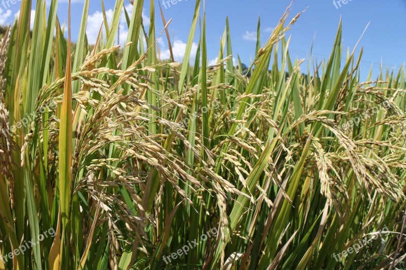 Rice Paddies Ch Harvest Field People's Republic Of China