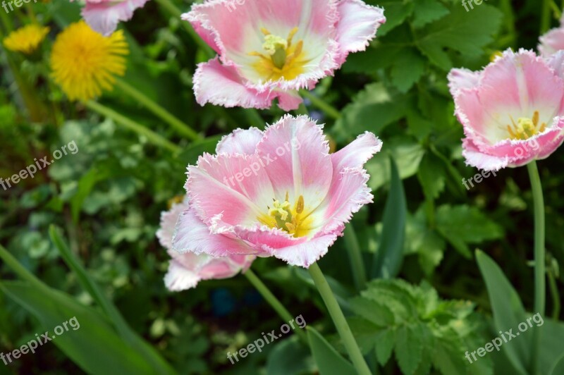 Tulip Pink White Bicolor Gentle