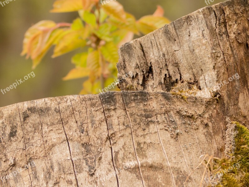 Tree Stump Close Up Forest Macro Structure