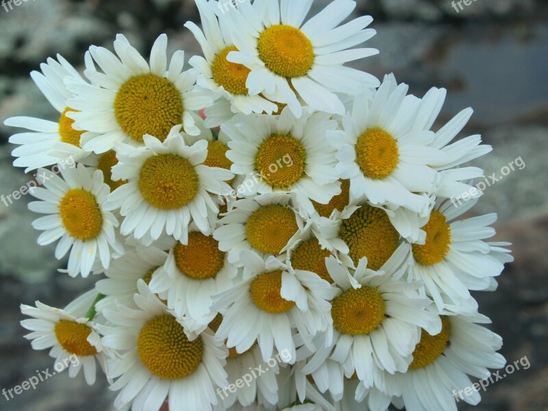 Daisies White Flower Leucanthemum Vulgare Nature