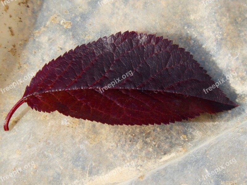 Plum Leaf Red Leaf Obverse Free Photos