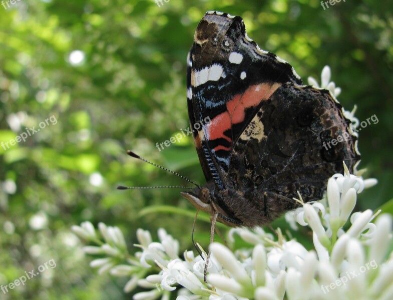 Butterfly Summer Flowers Nature Spring