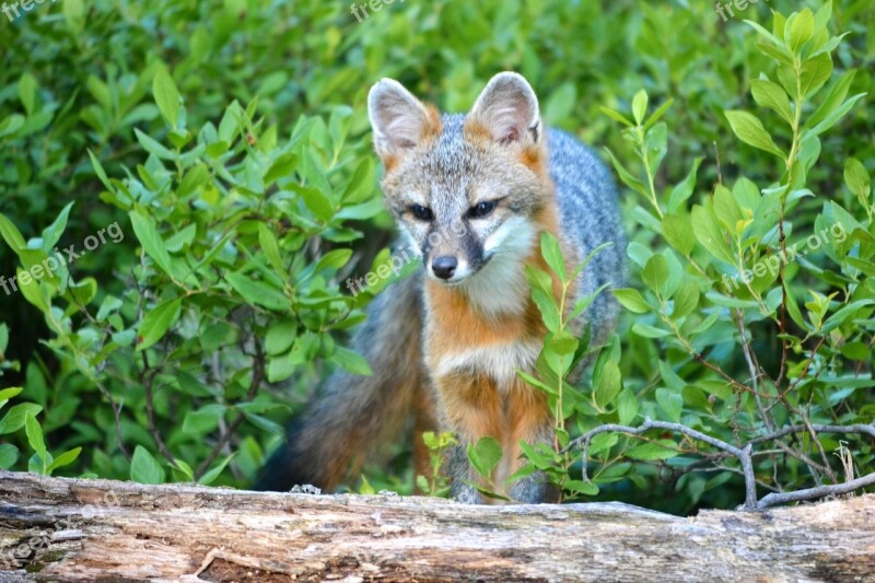 Fox Wildlife Forest Free Photos