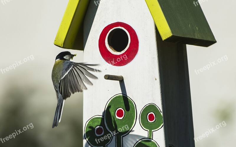 Tit Approach Feeding Songbird Bunny Reason