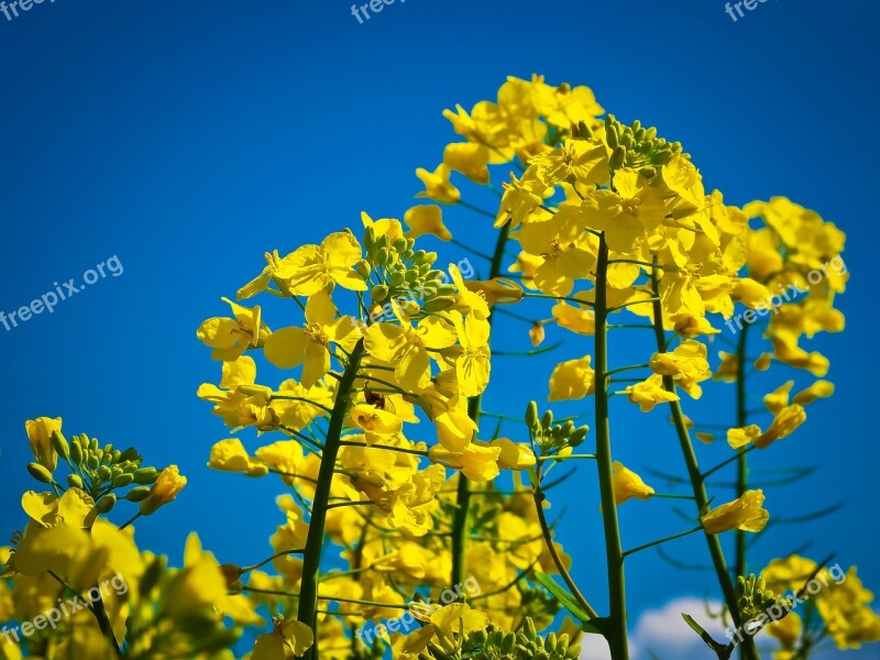 Oilseed Rape Field Of Rapeseeds Yellow Blossom Bloom