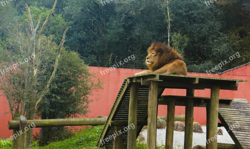 Lion Curitiba Brazil Free Photos