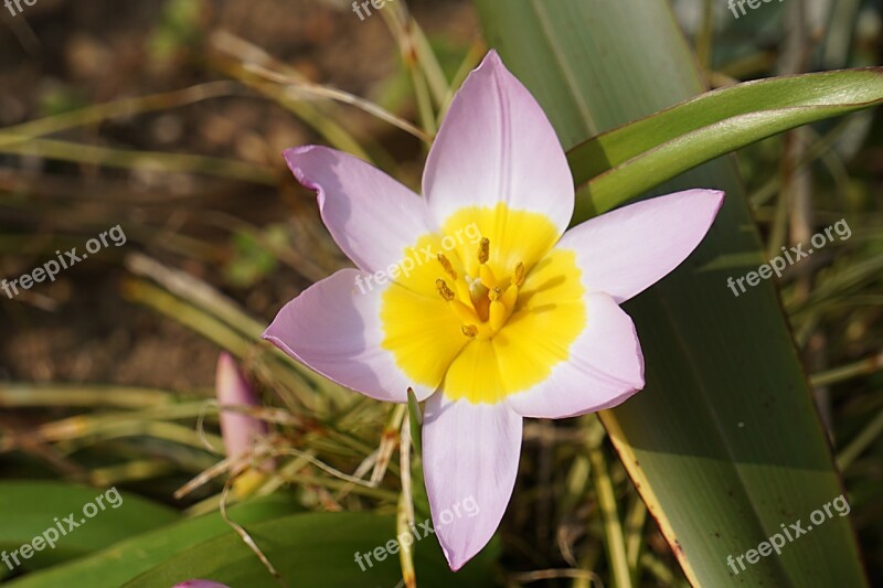 Flower Anemone Garden Nature Plant