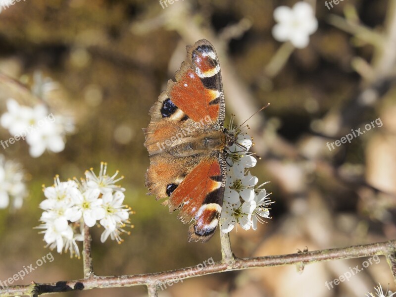 Peacock Butterfly Insect Nature Close Up