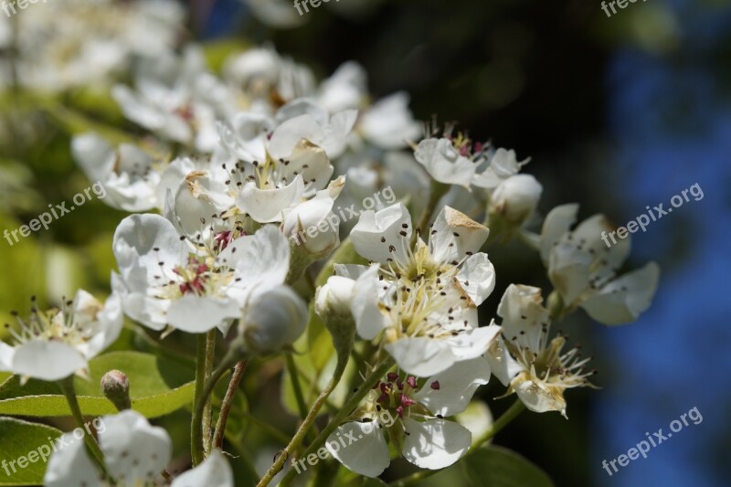 Apple Blossom Bloom Tree Blossom Apple Tree