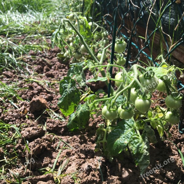 Tomatoes Green Vegetables Vegetable Ecological