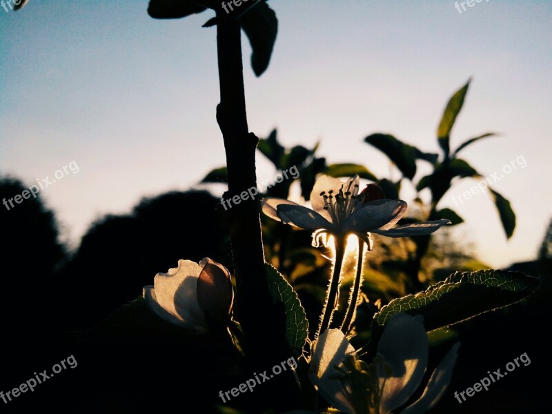 Flower Apple Tree Bloom Spring Tree