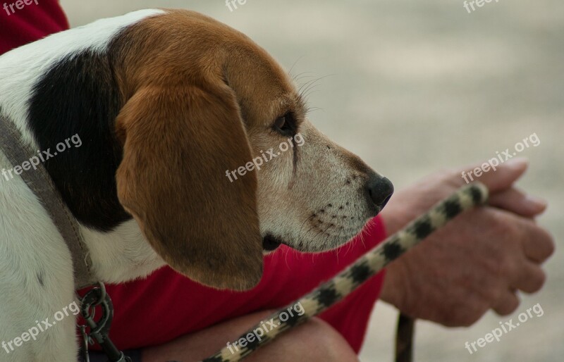 Dog Leaves Companions Faithful Necklace