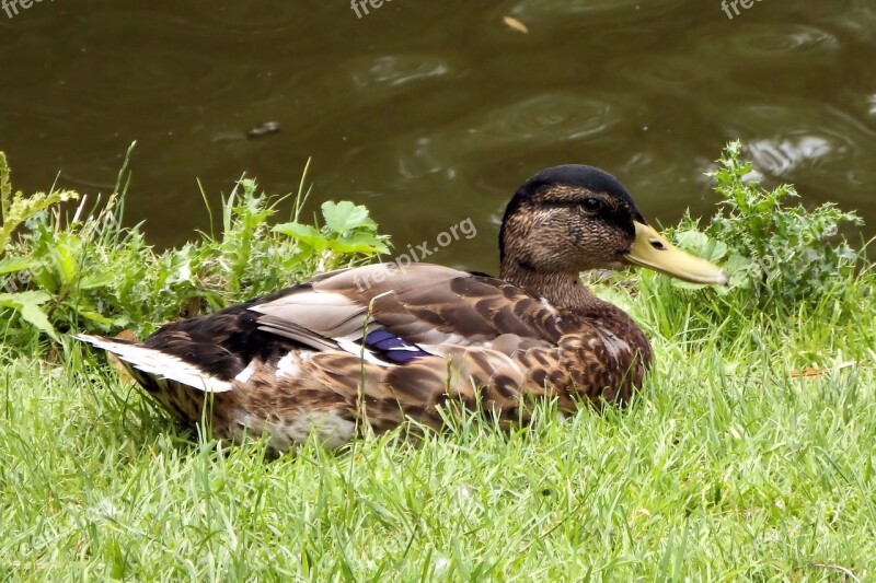 Mallard Duck Meadow Water Bird Pond