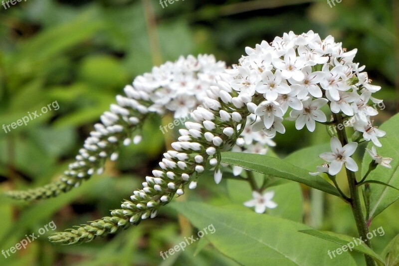 Flowers White White Blossom White Splendour Free Photos