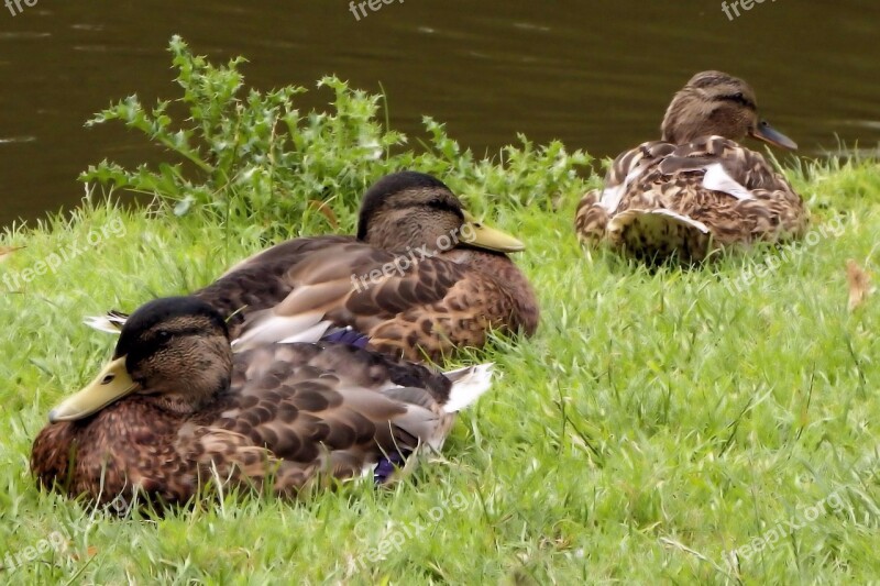 Mallards Ducks Meadow Water Bird Spring Meadow