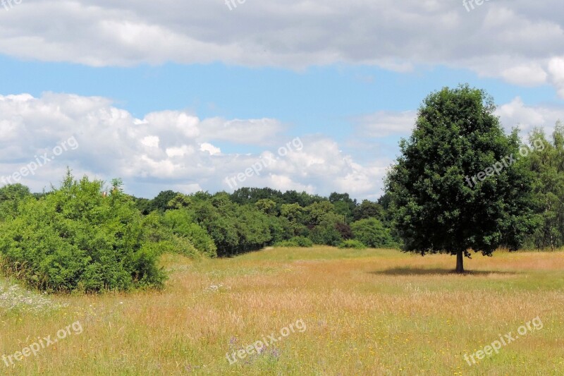 Landscape Spring Meadow Trees Spring Grass