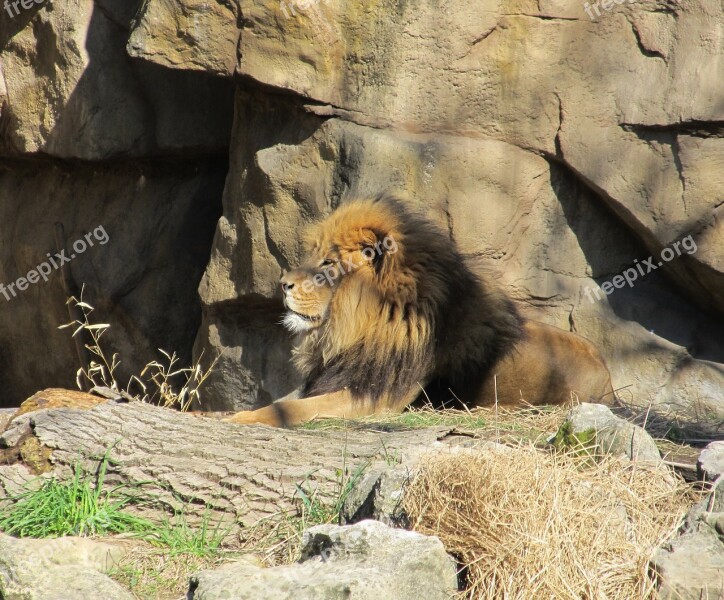 Lion Feline Big Cat King Of The Jungle Male